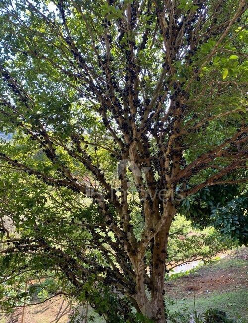 🌿Lindo sítio à venda na zona rural de Tebas – Leopoldina